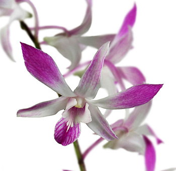 Purple Dendrobium Orchid Bicolor