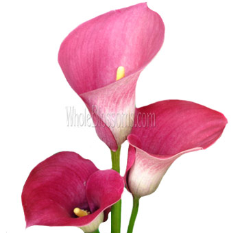 Hot Pink Calla lily