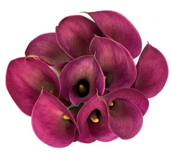 Dark Pink Calla Lily Flower