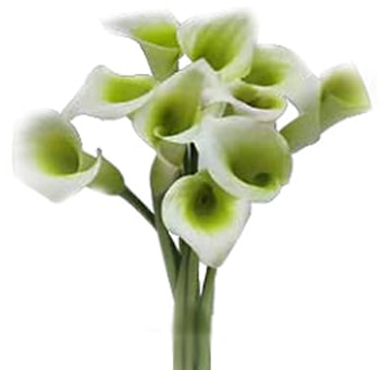 Green Calla Lily Flower