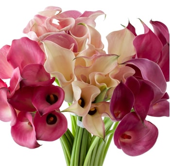 Calla Lily Pink Flowers Mix