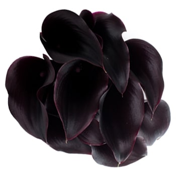 Swatchwalder Dark Purple Calla Lily