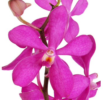 Calypso Mokara Orchid Flower