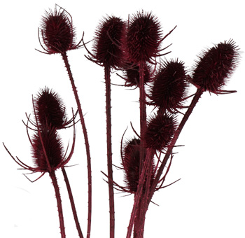 Cardo Dried - Burgundy thistle flowers for a rustic yet sophisticated charm in dried floral arrangements.