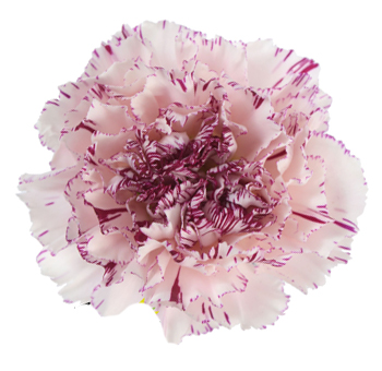 Carnations For Sale