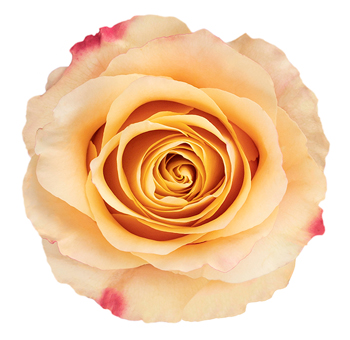Peach Cream Garden Roses - Carpe Diem