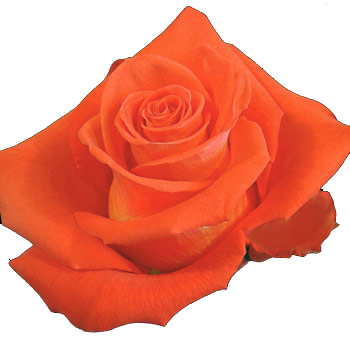 Cartagena Bulk Orange Roses