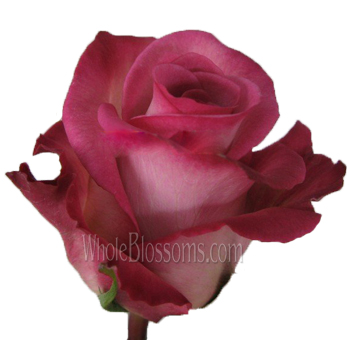 Classic Cezanne Bicolor Pink Rose