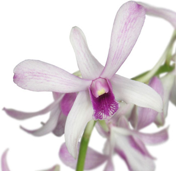 White Dendrobium Orchids Purple Lip - Channal
