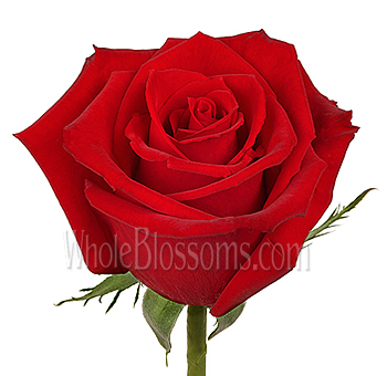Charlotte Red Rose