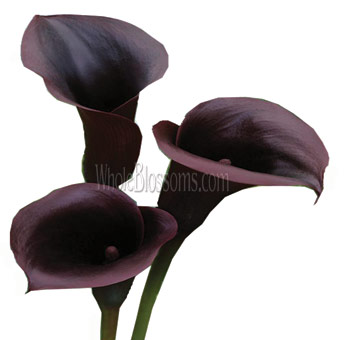 Calla Lily Eggplant Color