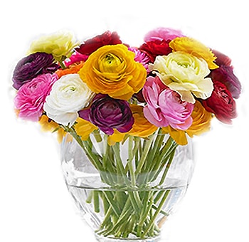 Ranunculus Flower | Choose Your Colors 200 Stems