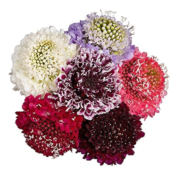 Scabiosa Flower - Choose your colors 100 stems
