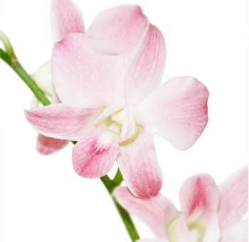 Light Pink Dendrobium Orchids – White Bicolor