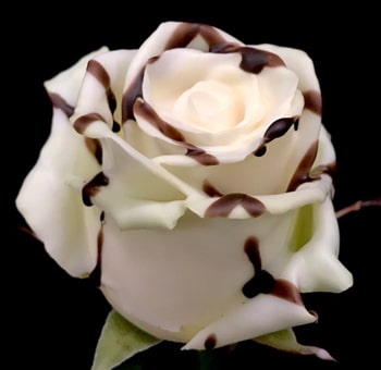 coco-butter-wax-roses-1wb-min