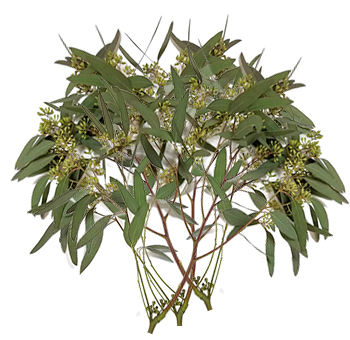 Eucalyptus – Cone Seeded