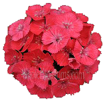 Hot Pink Dianthus - Coral Tone