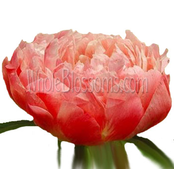 Coral Peony Flowers