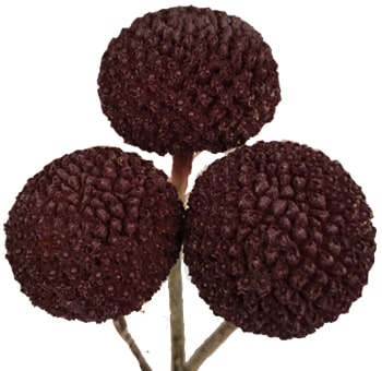 Craspedia Chocolate Flowers