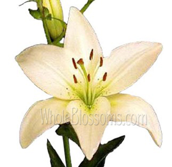 Asiatic Lily Cream Flowers