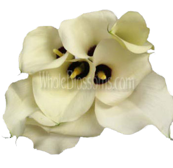 Calla Lily Ivory Flowers