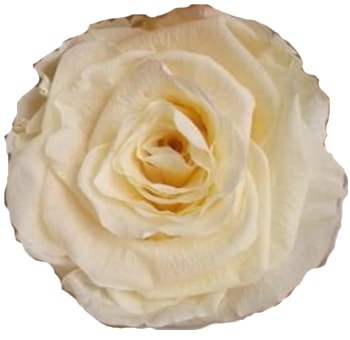 Cream Preserved Roses Biological