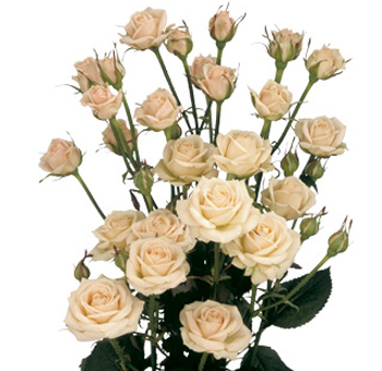 Cream Spray Roses for Valentine's Day