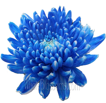 Cremon Tinted Blue Flower