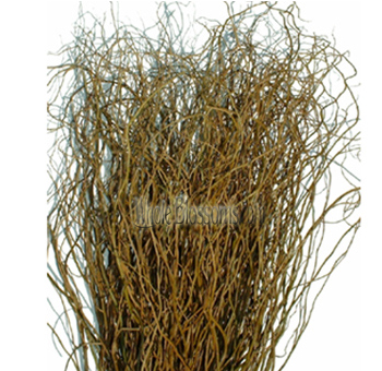 Curly Willow Long