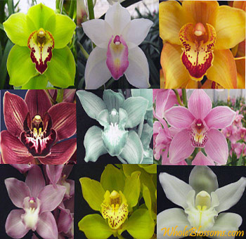 Assorted Cymbidium Orchids