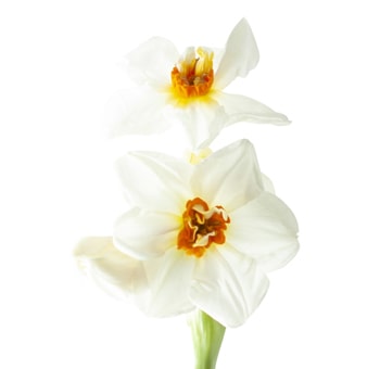 White Daffodil - Orange Center