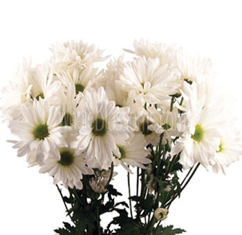 Daisy Poms White Flowers