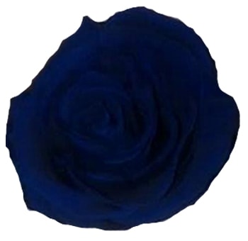 Dark Blue Preserved Roses Biological [Without Stem]