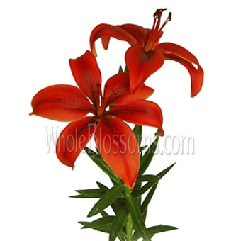 Asiatic Lily Orange Dark Red Flowers