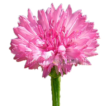 Pink Cornflower