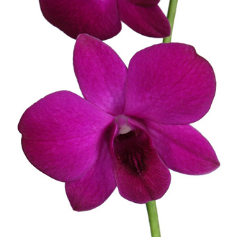 Dark Pink Dendrobium Orchids