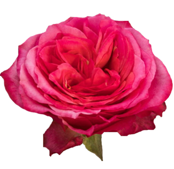 Dark Pink Garden Rose - Dark Expression