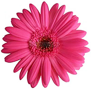 Dark Pink Gerbera Daisy Flowers