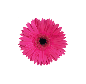 Dark Pink Gerbera Daisy Mini