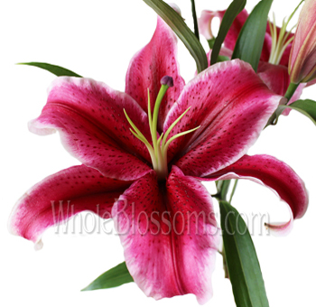 Dark Pink Oriental Lily Flower