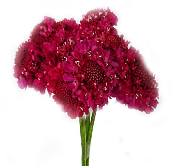 Scabiosa Dark Pink Rasberry Flower