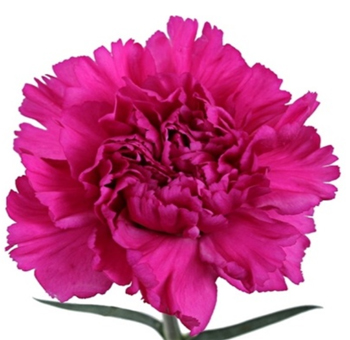 Tinted Dark Pink Carnation Flower