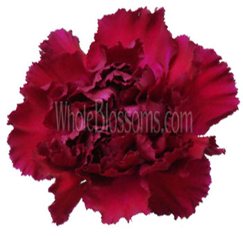 Burgundy Carnations for Valentine's Day