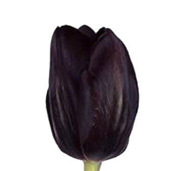 Black Jack Black Tulip Flower