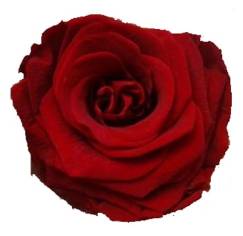 Dark Red Preserved Roses Biological [Without Stem]