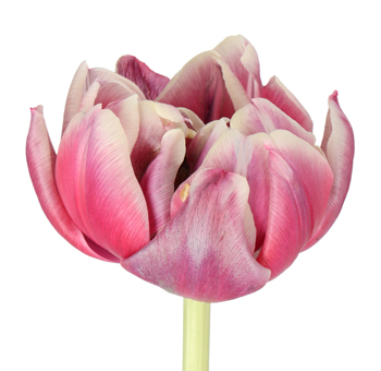 Double Tulips Painted Bohemian