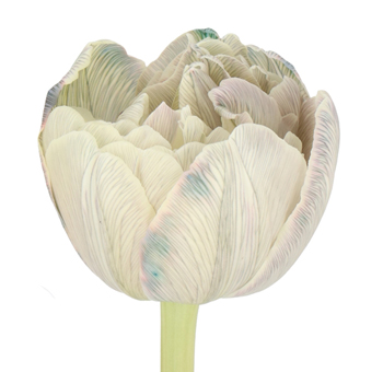 Double Tulips Painted Dusty Olive