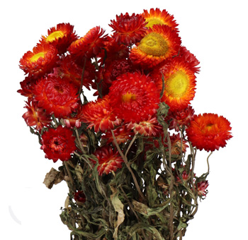 Dried Helichrysum Red Flowers