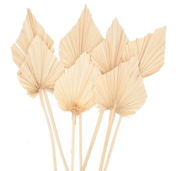 Dried Palm Leaves - Spear Bleached