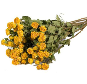 Dried Roses Spray - Yellow